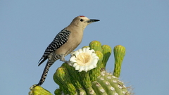 Birds cactus bird