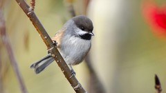 Birds Canada chickadee
