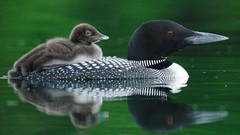 Birds Canada lakes quebec loon