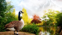 Birds canadian geese