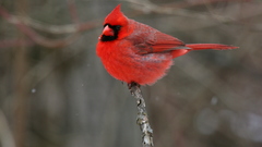 Birds cardinal depth of