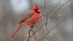 Birds cardinal Northern Cardinal
