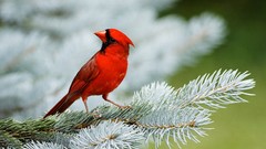 Birds cardinal pine trees Northern Cardinal