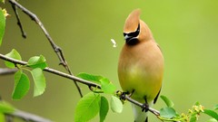 Birds cedar waxwing