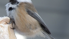 Birds chickadee