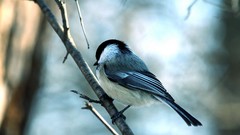 Birds chickadee blurred background