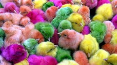 Birds Chickens multicolor chicks (chickens) baby birds