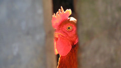 Birds Chickens roosters