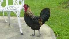 Birds Chickens roosters