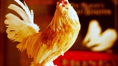 Birds Chickens roosters