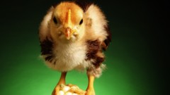 Birds chicks (chickens) baby