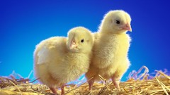 Birds chicks (chickens) baby