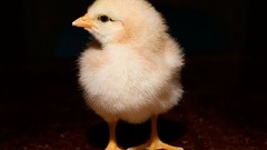 Birds chicks (chickens) baby