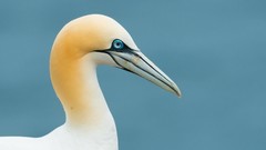 Birds close-up blue background Simple Background gannets
