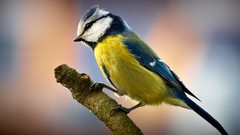 Birds close-up blue tit