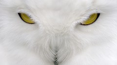Birds close-up Owls White Owl