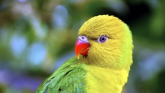 Birds close-up rainbow lorikeet