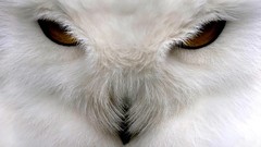 Birds close-up snowy owl Owls
