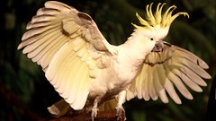 Birds cockatoo