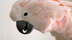 Birds cockatoo