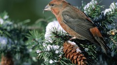 Birds cones pine trees
