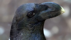 Birds corvus