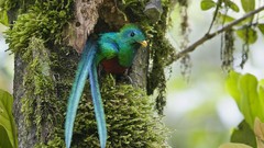 Birds costa rica duplicate quetzal