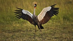 Birds Cranes african Kenya Grey Crowned Crane mara