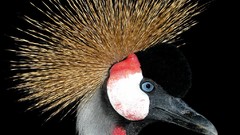 Birds Cranes Grey Crowned Crane