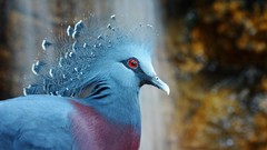 Birds crowned pigeon