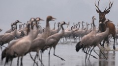 Birds deer Cranes wildlife Marek Kosinski