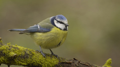 Birds depth of field