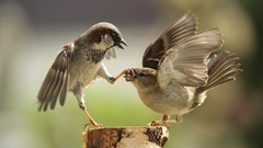 Birds depth of field