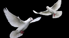 Birds doves black background