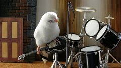 Birds Drums guitars parakeets