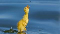 Birds duckling baby birds