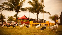 Birds Ducks Brazil Sergipe Aracaju