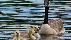 Birds Ducks duckling baby