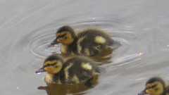 Birds Ducks duckling baby