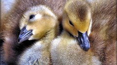 Birds Ducks duckling baby birds