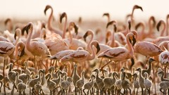 Birds Ducks flamingos Tanzania