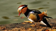 Birds Ducks mandarin duck mandarin