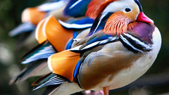 Birds Ducks mandarin mandarin
