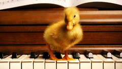 Birds Ducks piano duckling baby birds