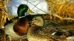 Birds Ducks wildlife mallard