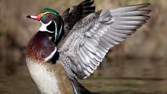 Birds Ducks wood duck