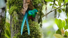 Birds duplicate quetzal