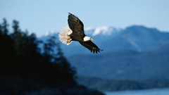 Birds Eagles bald eagles