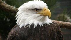 Birds Eagles bald eagles