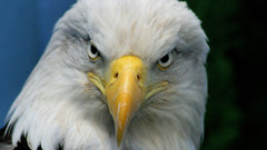 Birds Eagles bald eagles